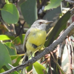 Gerygone olivacea at Kambah, ACT - suppressed