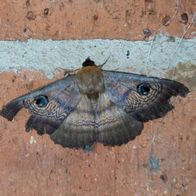 Dasypodia selenophora (Southern old lady moth) at Lions Youth Haven - Westwood Farm A.C.T. - 10 Jan 2022 by HelenCross