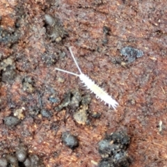 Symphyla (class) (Symphylan or garden centipede) at Monga, NSW - 10 Jan 2022 by trevorpreston