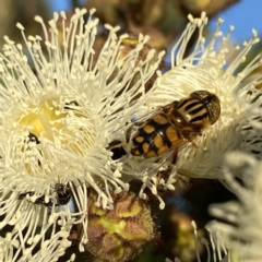 Eristalinus punctulatus (Golden Native Drone Fly) at QPRC LGA - 9 Jan 2022 by Wandiyali