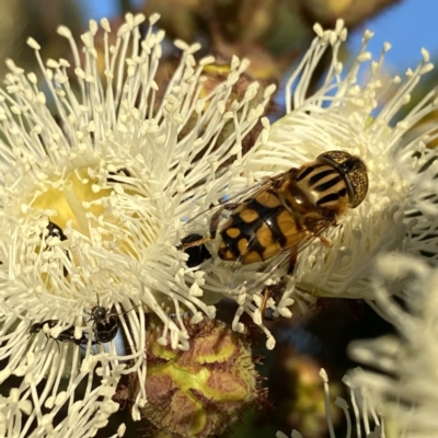 Eristalinus punctulatus (Golden Native Drone Fly) at QPRC LGA - 9 Jan 2022 by Wandiyali