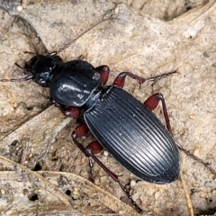Lepturidea sp. (genus) (Comb-clawed beetle) at Monga, NSW - 10 Jan 2022 by trevorpreston