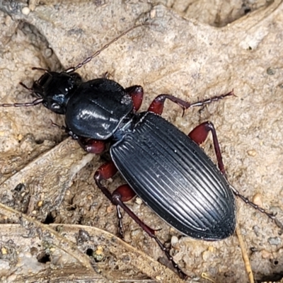Lepturidea sp. (genus) (Comb-clawed beetle) at Mongarlowe River - 10 Jan 2022 by tpreston