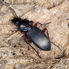 Lepturidea sp. (genus) at Monga, NSW - 10 Jan 2022 01:34 PM