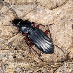 Lepturidea sp. (genus) at Monga, NSW - 10 Jan 2022 01:34 PM