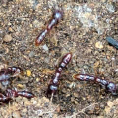 Amblyopone sp. (genus) (Slow ant) at Monga National Park - 10 Jan 2022 by trevorpreston