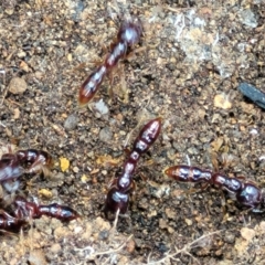 Amblyopone sp. (genus) (Slow ant) at Monga, NSW - 10 Jan 2022 by trevorpreston