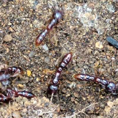 Amblyopone sp. (genus) (Slow ant) at Monga, NSW - 10 Jan 2022 by trevorpreston