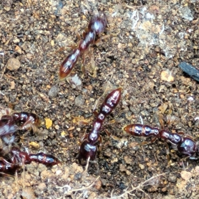 Amblyopone sp. (genus) (Slow ant) at Monga, NSW - 10 Jan 2022 by tpreston