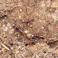 Amblyopone sp. (genus) at Monga, NSW - 10 Jan 2022