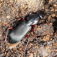 Notonomus sp. (genus) (Carab beetle) at Monga, NSW - 10 Jan 2022 by trevorpreston