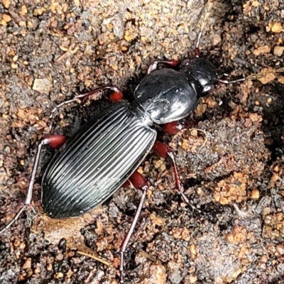 Lepturidea sp. (genus) (Comb-clawed beetle) at Mongarlowe River - 10 Jan 2022 by tpreston