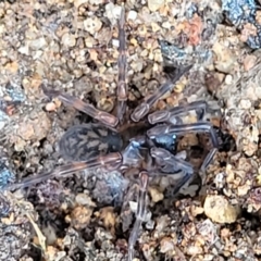 Unidentified Other hunting spider at Monga, NSW - 10 Jan 2022 by tpreston