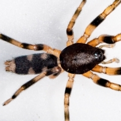 Lampona sp. (genus) (White-tailed spider) at QPRC LGA - 1 Nov 2021 by MarkT