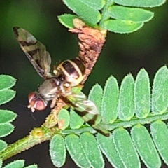 Unidentified Other true fly at Monga, NSW - 10 Jan 2022 by tpreston