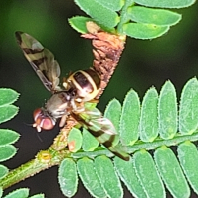 Unidentified Other true fly at Monga, NSW - 10 Jan 2022 by tpreston