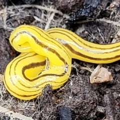 Caenoplana sulphurea (A Flatworm) at Monga, NSW - 10 Jan 2022 by trevorpreston