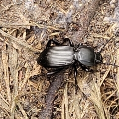 Cardiothorax monarensis (Darkling beetle) at Mulloon, NSW - 10 Jan 2022 by trevorpreston