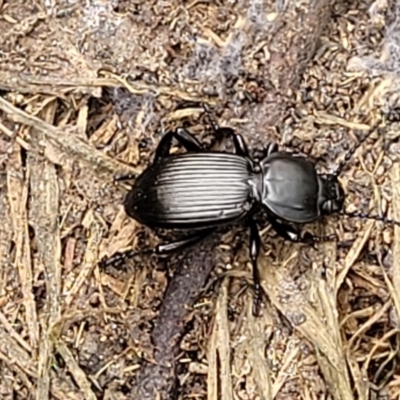 Cardiothorax monarensis (Darkling beetle) at QPRC LGA - 9 Jan 2022 by trevorpreston