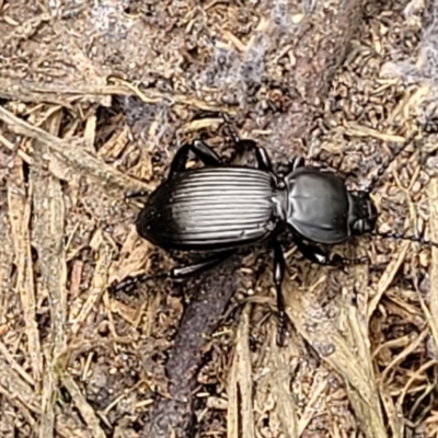 Cardiothorax monarensis (Darkling beetle) at Mulloon, NSW - 10 Jan 2022 by trevorpreston