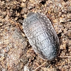 Molytria sp. (genus) (A cockroach) at Monga, NSW - 10 Jan 2022 by trevorpreston