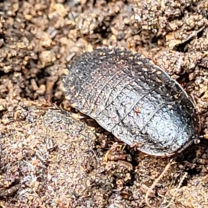 Molytria sp. (genus) at Monga, NSW - 10 Jan 2022