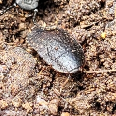 Molytria sp. (genus) at Monga, NSW - 10 Jan 2022