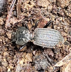Cardiothorax undulaticostis (A darkling beetle) at Monga, NSW - 10 Jan 2022 by trevorpreston