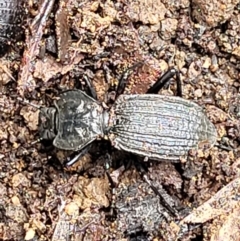 Cardiothorax undulaticostis (A darkling beetle) at Monga National Park - 10 Jan 2022 by trevorpreston