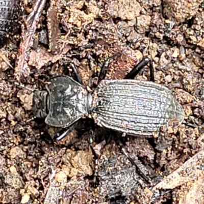 Cardiothorax undulaticostis (A darkling beetle) at Mongarlowe River - 10 Jan 2022 by tpreston