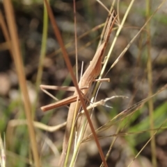 Acrida conica at Cook, ACT - 9 Jan 2022 05:41 PM