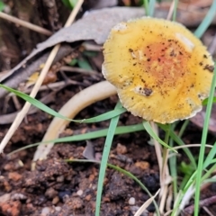 Unidentified Cap on a stem; gills below cap [mushrooms or mushroom-like] (TBC) at Monga National Park - 10 Jan 2022 by trevorpreston