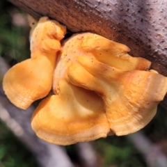 Unidentified Pored or somewhat maze-like on underside [bracket polypores] at Monga, NSW - 10 Jan 2022 by trevorpreston