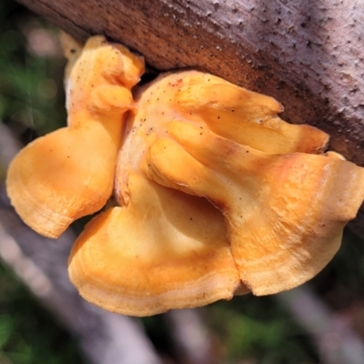 Unidentified Pored or somewhat maze-like on underside [bracket polypores] at Monga National Park - 10 Jan 2022 by trevorpreston