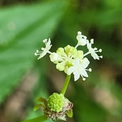 Hydrocotyle geraniifolia at Monga, NSW - 10 Jan 2022