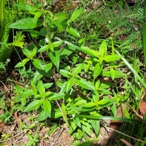 Hydrocotyle geraniifolia at Monga, NSW - 10 Jan 2022