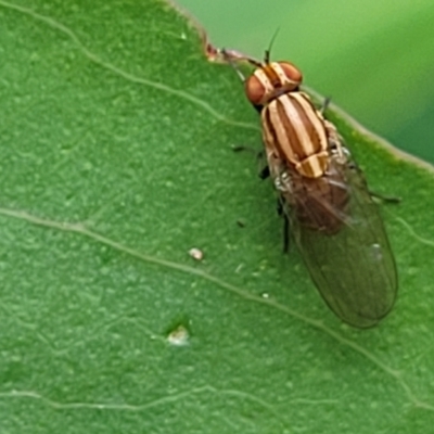 Sapromyza brunneovittata (A lauxid fly) at Monga, NSW - 10 Jan 2022 by trevorpreston