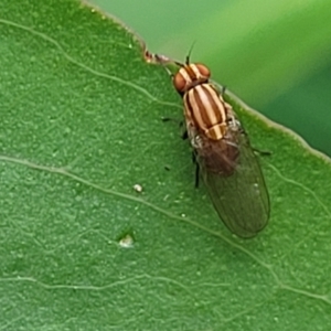 Sapromyza brunneovittata at Monga, NSW - 10 Jan 2022