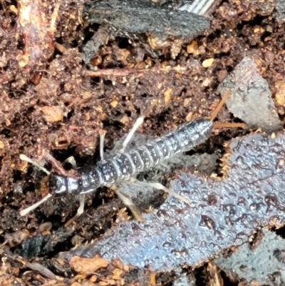 Unidentified Insect at Monga, NSW - 10 Jan 2022 by tpreston