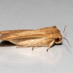 Mythimna (Pseudaletia) convecta (Common Armyworm) at Jerrabomberra, NSW - 31 Oct 2021 by MarkT