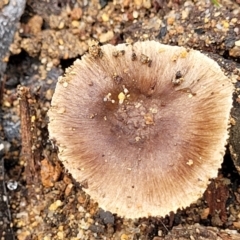 Inocybe sp. (Inocybe) at Monga, NSW - 10 Jan 2022 by trevorpreston