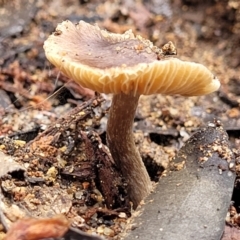 Inocybe sp. at Monga, NSW - 10 Jan 2022 01:28 PM