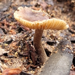 Inocybe sp. at Monga, NSW - 10 Jan 2022