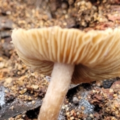 Inocybe sp. at Monga, NSW - 10 Jan 2022