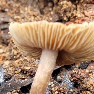 Inocybe sp. at Monga, NSW - 10 Jan 2022 01:28 PM