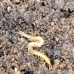 Cryptops sp. (genus) (Blind Scolopendroid Centipede) at Monga, NSW - 10 Jan 2022 by trevorpreston