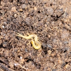 Cryptops sp. (genus) at Monga, NSW - 10 Jan 2022 01:26 PM