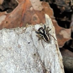 Jotus sp. (genus) (Unidentified Jotus Jumping Spider) at Monga, NSW - 10 Jan 2022 by tpreston