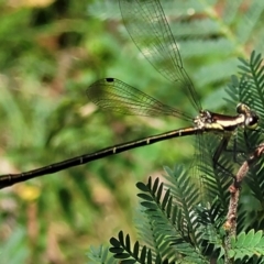 Argiolestidae (family) (Flatwings) at Monga National Park - 10 Jan 2022 by trevorpreston