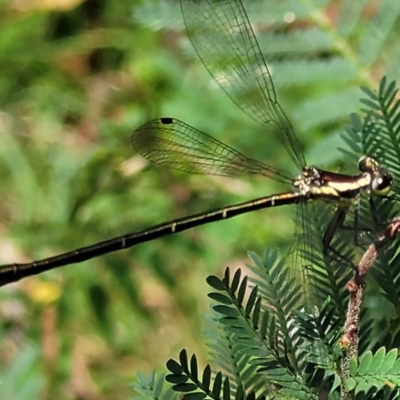 Argiolestidae (family) (Flatwings) at Mongarlowe River - 10 Jan 2022 by trevorpreston